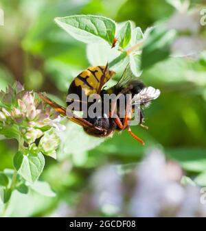 L'ABEILLE Bumble attaque LE HORNET EUROPÉEN sur l'usine Vespa Crabro Banque D'Images