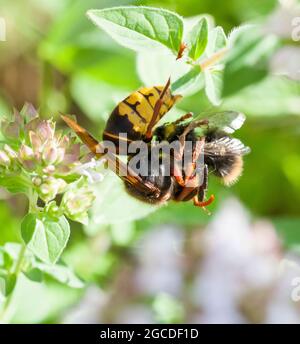 L'ABEILLE Bumble attaque LE HORNET EUROPÉEN sur l'usine Vespa Crabro Banque D'Images