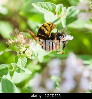 L'ABEILLE Bumble attaque LE HORNET EUROPÉEN sur l'usine Vespa Crabro Banque D'Images