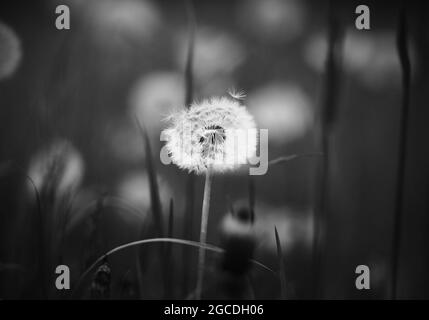 Image en noir et blanc d une fleur de pissenlit blanche et l g re qui