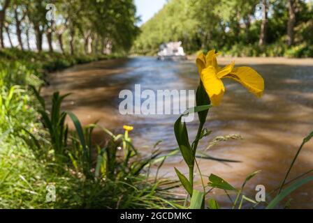 Un drapeau jaune (Iris pseudacorus) qui pousse sur les rives du canal du midi Banque D'Images