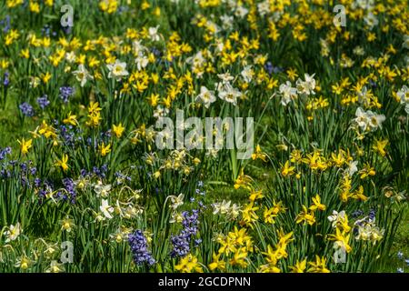 Frühling à Berlin, Britzer Garten, Weiße und gelbe Osterglocken, kleinkronige Narzissen, Narcisse pseudocissus, Banque D'Images