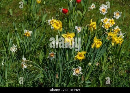 Frühling à Berlin, Britzer Garten, Weiße und gelbe Osterglocken, kleinkronige Narzissen, Narcisse pseudocissus, Banque D'Images