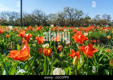 Tulipan, Tuelpenbluete im Britzer Garten à Berlin im Fruehling, Deutschland, Europa Banque D'Images