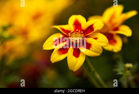 Bidens « Hawaiian Flare Yellow Red Star » Banque D'Images