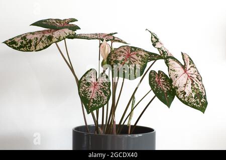 Ampoule de beauté rose de Caladium avec des feuilles étonnantes.Les feuilles roses et vertes sont magnifiques sur fond blanc. Banque D'Images
