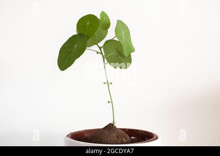 Ampoule Stephania erecta avec feuilles vertes dans un pot blanc et fond blanc. Banque D'Images