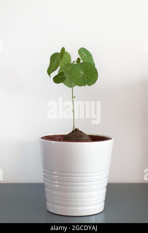 Ampoule Stephania erecta avec feuilles vertes dans un pot blanc et fond blanc. Banque D'Images