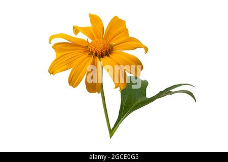 Tithonia diversifolia plante des fleurs jaunes sur fond blanc Banque D'Images