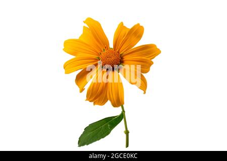 Tithonia diversifolia plante des fleurs jaunes sur fond blanc Banque D'Images