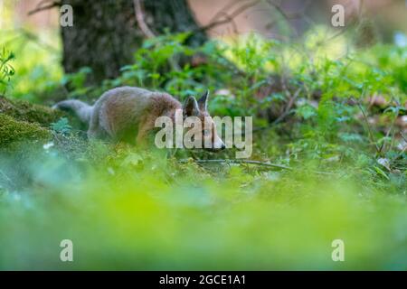 Jeune renard (Vulpes vulpes) marchant avec précaution dans la forêt printanière et cherchant de la nourriture. Banque D'Images