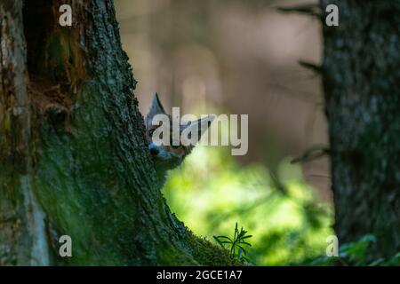 Le jeune renard (Vulpes vulpes) est curieux, se cache derrière un arbre et regarde les environs, seule la tête est visible. Banque D'Images