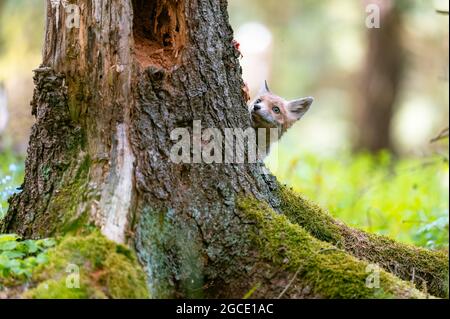 Le jeune renard (Vulpes vulpes) est curieux, se cache derrière un arbre et regarde les environs, seule la tête est visible. Banque D'Images