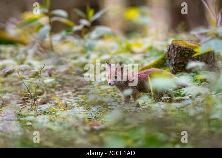 Jeune renard (Vulpes vulpes) marchant avec précaution dans la forêt printanière et cherchant de la nourriture. Banque D'Images