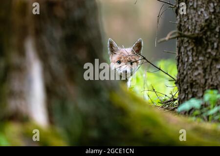 Le jeune renard (Vulpes vulpes) est curieux, se cache derrière un arbre et regarde les environs, seule la tête est visible. Banque D'Images