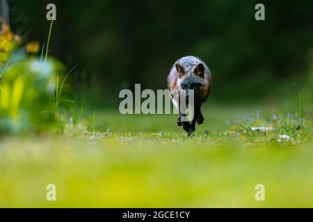 Le renard commun (Vulpes vulpes) court rapidement contre le photographe sur l'herbe verte dans la forêt. Banque D'Images