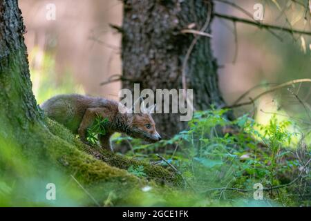 Jeune renard (Vulpes vulpes) marchant avec précaution dans la forêt printanière et cherchant de la nourriture. Banque D'Images