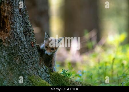 Le jeune renard (Vulpes vulpes) est curieux, se cache derrière un arbre et regarde les environs, seule la tête est visible. Banque D'Images