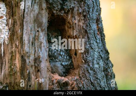 Le petit hibou (Athene noctua), mignon hibou cub, beaux grands yeux, environnement forestier, belle lumière, caché dans un trou dans une arborescence. Banque D'Images