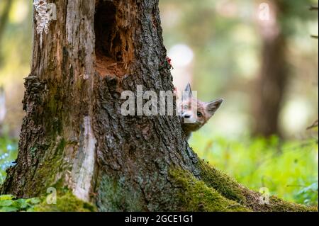 Le jeune renard (Vulpes vulpes) est curieux, se cache derrière un arbre et regarde les environs, seule la tête est visible. Banque D'Images