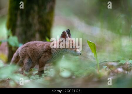 Jeune renard (Vulpes vulpes) marchant avec précaution dans la forêt printanière et cherchant de la nourriture. Banque D'Images