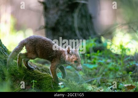 Jeune renard (Vulpes vulpes) marchant avec précaution dans la forêt printanière et cherchant de la nourriture. Banque D'Images