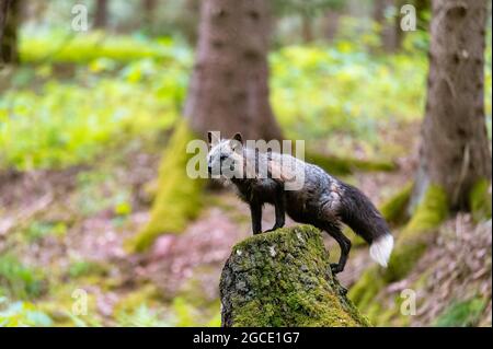 Le renard roux (Vulpes vulpes) debout sur une souche dans la forêt et regardant autour, à la recherche de nourriture. Renard à fourrure noire. Banque D'Images