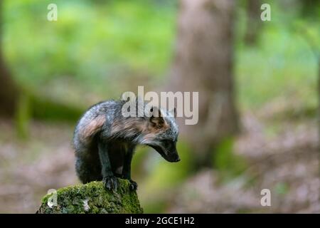 Le renard roux (Vulpes vulpes) debout sur une souche dans la forêt et regardant autour, à la recherche de nourriture. Renard à fourrure noire. Banque D'Images