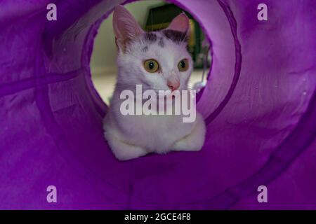 Un jeune chat domestique se reposant à l'intérieur d'un petit tunnel dans une maison Banque D'Images