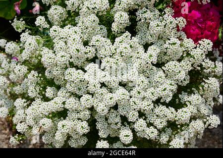 gros plan de la fleur d'alyssum blanche Banque D'Images