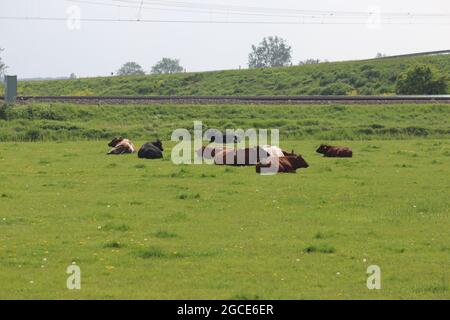 Vaches sur la prairie dans le Zuidplaspolder aux pays-Bas où le nouveau village sera construit appelé Vijfde Dorp Banque D'Images