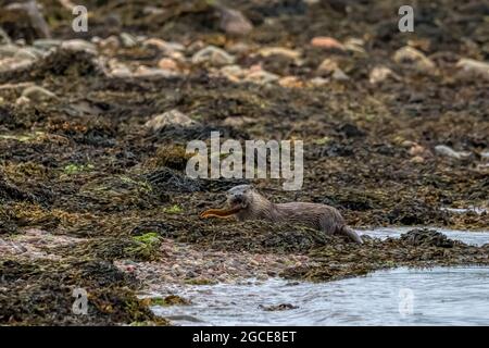 Une loutre sauvage, Lutra lutra, se nourrissant d'un poisson qu'elle a capturé à Basta Voe sur Yell, Shetland. Banque D'Images