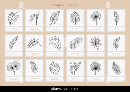 Grand ensemble de feuilles tropicales exotiques. Illustration de Vecteur