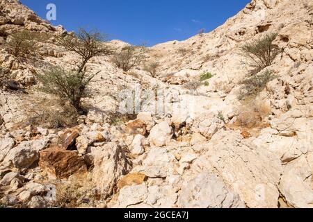 Des montagnes calcaires sèches et arides avec des acacia arides dans la vallée des grottes du centre archéologique de Mleiha à Sharjah, Émirats arabes Unis. Banque D'Images