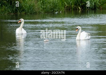 Paire de cygnes muets (Cygnus olor) avec un jeune cygnet sur une rivière, Angleterre, Royaume-Uni, pendant l'été Banque D'Images