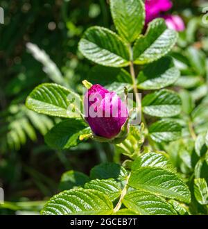 Une rose sauvage en fleur sur la côte du Suffolk Banque D'Images