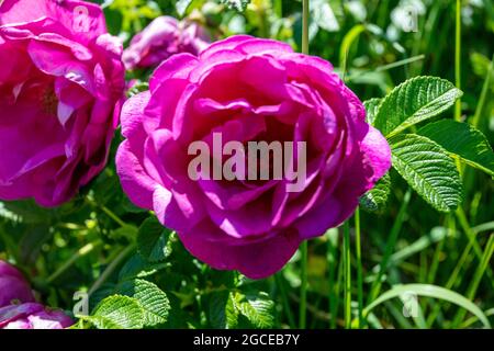 Une rose sauvage en fleur sur la côte du Suffolk Banque D'Images