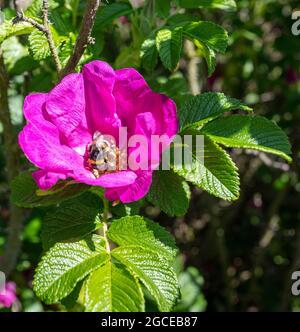 Une rose sauvage en fleur sur la côte du Suffolk Banque D'Images