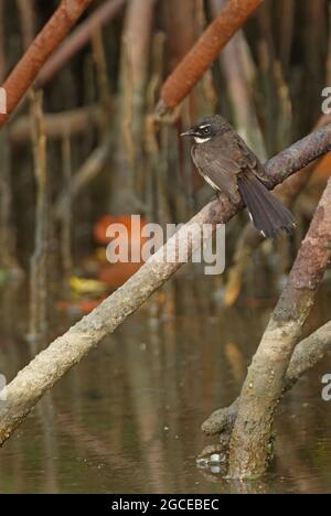 Sunda pied Fantail (Rhipidura javanica longicauda) adulte perché sur la racine de mangrove Thaïlande Février Banque D'Images