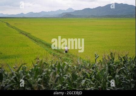 15.08.2012, Corée du Nord, Asie - UNE scène rurale dans la campagne avec une femme debout sur une route de terre entre les terres agricoles et les cultures vertes. Banque D'Images