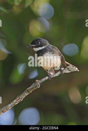 Sunda pied Fantail (Rhipidura javanica longicauda) adulte perchée sur la branche Kaeng Krachan, Thaïlande Novembre Banque D'Images
