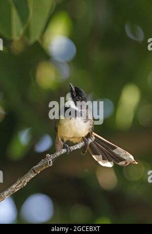Sunda pied Fantail (Rhipidura javanica longicauda) adulte perché sur une branche surplombant Kaeng Krachan, Thaïlande Novembre Banque D'Images