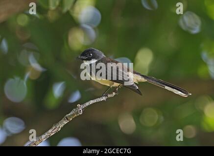 Sunda pied Fantail (Rhipidura javanica longicauda) adulte perchée sur la branche Kaeng Krachan, Thaïlande Novembre Banque D'Images