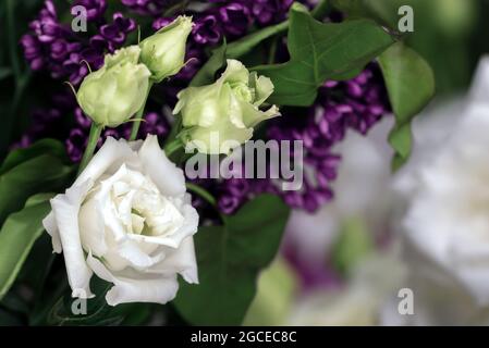 Bouquet d'eustomas blancs sur fond noir, gros plan Banque D'Images