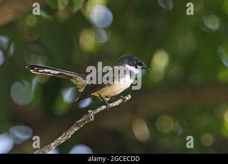 Sunda pied Fantail (Rhipidura javanica longicauda) adulte perchée sur la branche Kaeng Krachan, Thaïlande Novembre Banque D'Images