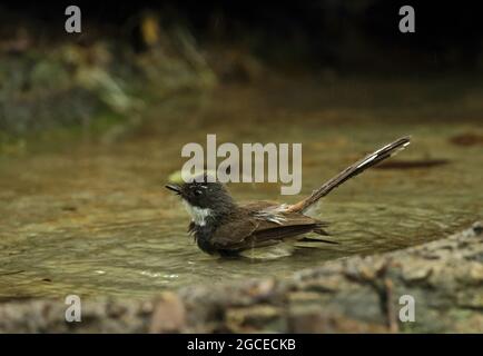 Sunda pied Fantail (Rhipidura javanica longicauda) bain immature dans la piscine forestière dans la pluie Kaeng Krachan, Thaïlande Mai Banque D'Images
