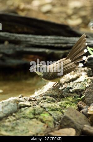 Sunda pied Fantail (Rhipidura javanica longicauda) immature debout près de la piscine forestière Kaeng Krachan, Thaïlande Mai Banque D'Images