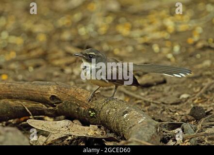 Sunda pied Fantail (Rhipidura javanica longicauda) immature debout sur le rondin déchu Kaeng Krachan, Thaïlande Mai Banque D'Images