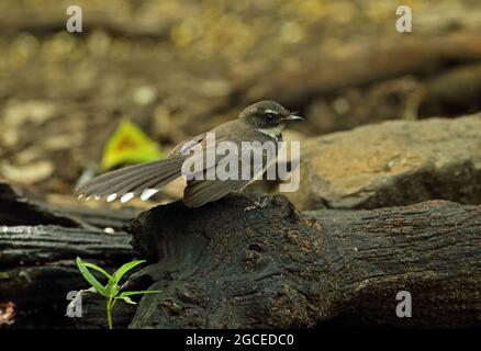 Sunda pied Fantail (Rhipidura javanica longicauda) immature debout sur le rondin déchu Kaeng Krachan, Thaïlande Mai Banque D'Images