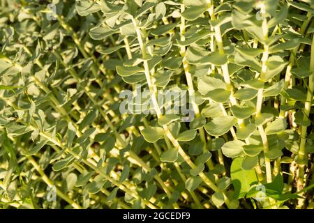 Tiges vertes de Rhodiola rosea au printemps.le beau fond gros plan. L'usine est utilisée pour la médecine de fabrication Banque D'Images